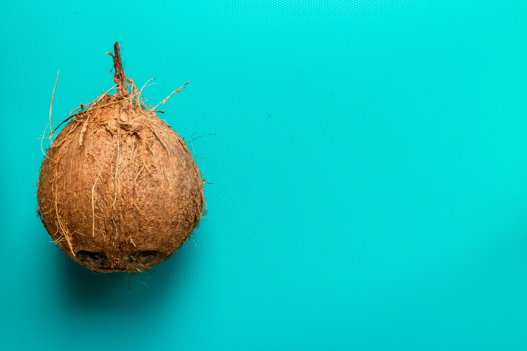 cocco su sfondo azzurro